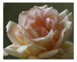 Rose 112 Photographic Print by Scott Kuehn