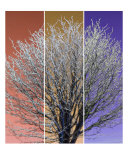 Ice Tree Three Photographie par Peter Valente