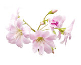 Cherry Blossom Photographic Print by Ron Evans
