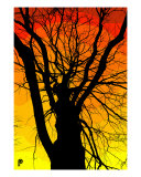 Sunny Photographic Print by Ana Piquer
