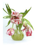 Vase Of Parrott Tulips Photographic Print by Ron Evans