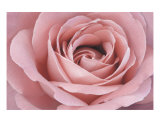 Pink Rose Photographic Print by Scott Schofield