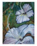 White Hibiscus Giclee Print by Lil Taylor