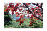 Flamboyan Tree On Culebra, Puerto Rico Photographic Print by George Oze
