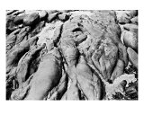 Crones Foot Photographic Print by Kristine Wayman