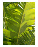 Banana Leaves Photographic Print by Florene Welebny Banana Leaves Photographic Print by Florene Welebny