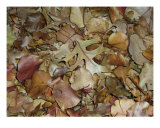 Fall Leaves Photographic Print by Jason Wolf