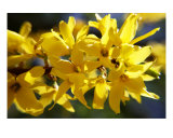 Yellow Flowers Photographic Print by Scott Schofield