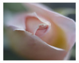Rose 103 Photographic Print by Scott Kuehn