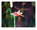 Ready for lift off Photographic Print by Donald Bitterman