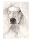 White Show Poodle Giclee Print by Evelyn Morris Hecht