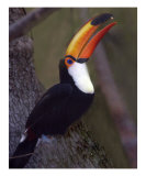 617 Tucan Photographic Print by Scott Kuehn