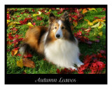 Autumn Leaves Photographic Print by Karen Walker