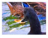 Duck 3 Photographic Print by Andrea Kaye