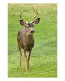 Summer Buck Photographic Print by Karen Lynch