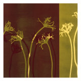 Stems XI Giclee Print by Mary Margaret Briggs