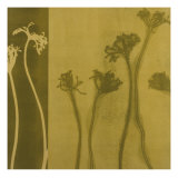 Stems X Giclee-trykk av Mary Margaret Briggs