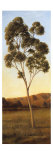 Lonely Eucalyptus I Giclee Print by Cory Steffen