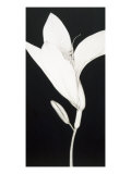 Cycle and Bud Lámina giclée por Sang-guen Cho