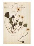 Ficaria Giclee Print