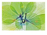 Fleur Serree III Lámina giclée por Shams Rasheed