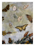 Table : L'Air Giclee Print by Giuseppe Zocchi