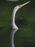 Anhinga Fishing in River, Kakadu National Park, Northern Territory, Australia Photographic Print by Randy Olson
