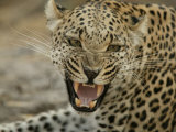 Female Leopard, Panthera Pardus, Snarling, Mombo, Okavango Delta, Botswana Lámina fotográfica por Beverly Joubert