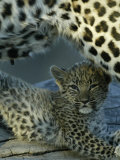 Leopard Cub, Panthera Pardus, Lying Underneath its Mother, Mombo, Okavango Delta, Botswana Photographic Print by Beverly Joubert