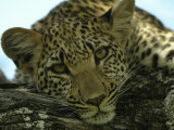 Beverly Joubert - Female Leopard, Panthera Pardus, Resting on a Log, Mombo, Okavango Delta, Botswana - Fotografik Baskı Beverly Joubert - Female Leopard, Panthera Pardus, Resting on a Log, Mombo, Okavango Delta, Botswana - Fotografik Baskı