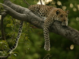 Young Leopard, Panthera Pardus, Rests on a Tree Limb, Mombo, Okavango Delta, Botswana Photographic Print by Beverly Joubert