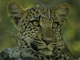 Portrait of an Alert Female Leopard, Panthera Pardus, at Rest, Mombo, Okavango Delta, Botswana Photographic Print by Beverly Joubert