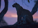 Leopard in a Tree Top Perch at Dusk, Mombo, Okavango Delta, Botswana Photographic Print by Beverly Joubert