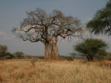 African Baobab Tree in the Tarangire National Park, Tanzania, Africa Photographie par Gina Martin