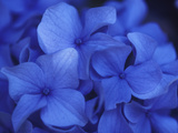 Close View of Blue Hydrangea Flowers, Cape Cod, Massachusetts Photographic Print by Darlyne A. Murawski