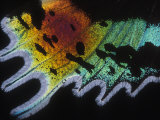 Close View of the Wing of a Sunset Moth, Urania Riphaeus, USA Photographic Print by Darlyne A. Murawski