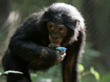Juvenile Bonobo at a Language Research Center, Decatur, Georgia Stampa fotografica di Randy Olson Juvenile Bonobo at a Language Research Center, Decatur, Georgia Stampa fotografica di Randy Olson