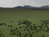 Wildebeest Migration across the Savannah, Africa Photographic Print by Randy Olson