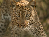 Portrait of a Leopard, Panthera Pardus, Mombo, Okavango Delta, Botswana Photographic Print by Beverly Joubert