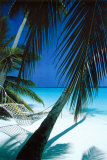 Palm View Hammock Posters