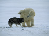 Churchill, Manitoba, Canada Photographic Print by Norbert Rosing
