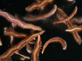 Fireworms Gather at the Ocean's Surface to Spawn Photographic Print by Darlyne A. Murawski