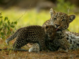 Leopard Licks a Young Cub, Mombo, Okavango Delta, Botswana Photographic Print by Beverly Joubert