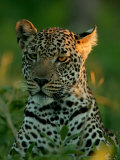 Leopard, Panthera Pardus, Resting in the Grass, Mombo, Okavango Delta, Botswana Photographic Print by Beverly Joubert