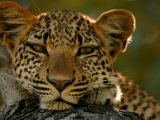 Portrait of a Leopard, Panthera Pardus, Resting, Mombo, Okavango Delta, Botswana Photographie par Beverly Joubert
