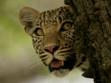 LeopardPeering Behind the Bark of a Tree, Mombo, Okavango Delta, Botswana Photographic Print by Beverly Joubert