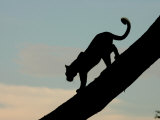 Silouehette of Leopard, Mombo, Okavango Delta, Botswana Photographic Print by Beverly Joubert