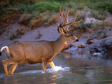 Mule Deer Crosses a River, Colorado River, Grand Canyon National Park, Arizona, United States Photographic Print by Kate Thompson
