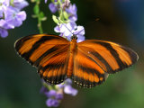 Orange Tiger Butterfly Nectaring on Blue Flowers, Westford, Massachusetts Photographic Print by Darlyne A. Murawski