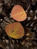 Aspen Leaves on Pine Cones in the Fall, Stanislaus National Forest Reserve, California Photographic Print by Phil Schermeister